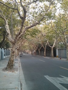 No autumn leaves on Hunan Lu